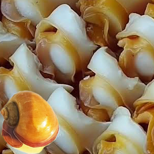หอยเชอรี่สีทอง Golden Apple Snail