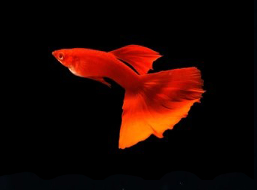 Full Red Guppy