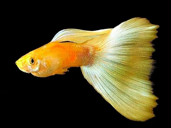 Guppy Fish