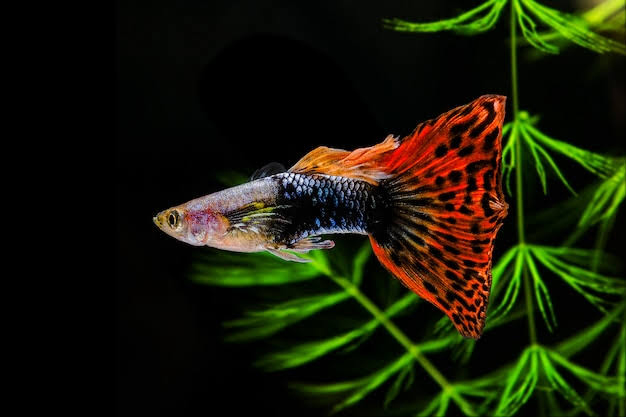 Guppy Farm